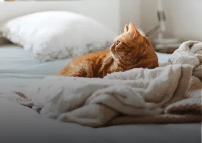 Foto - Aceptan mascotas